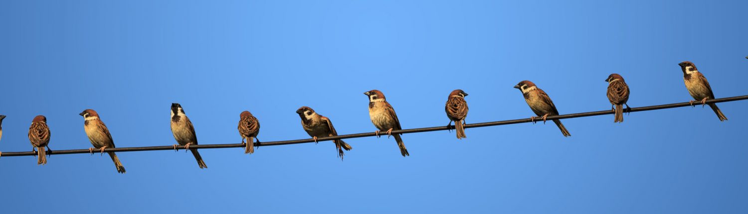 committee-birds