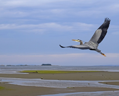 Great Blue Heron over the estuary - Comox, BC